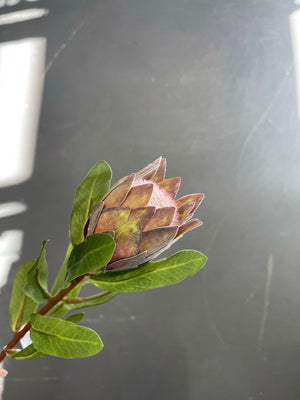 Open image in slideshow, Small Protea Stems
