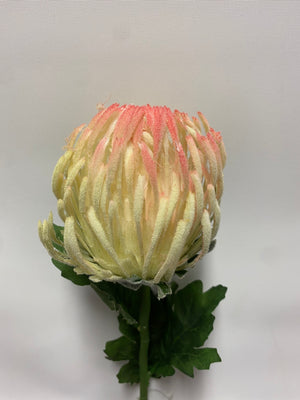 Open image in slideshow, Pincushion Protea
