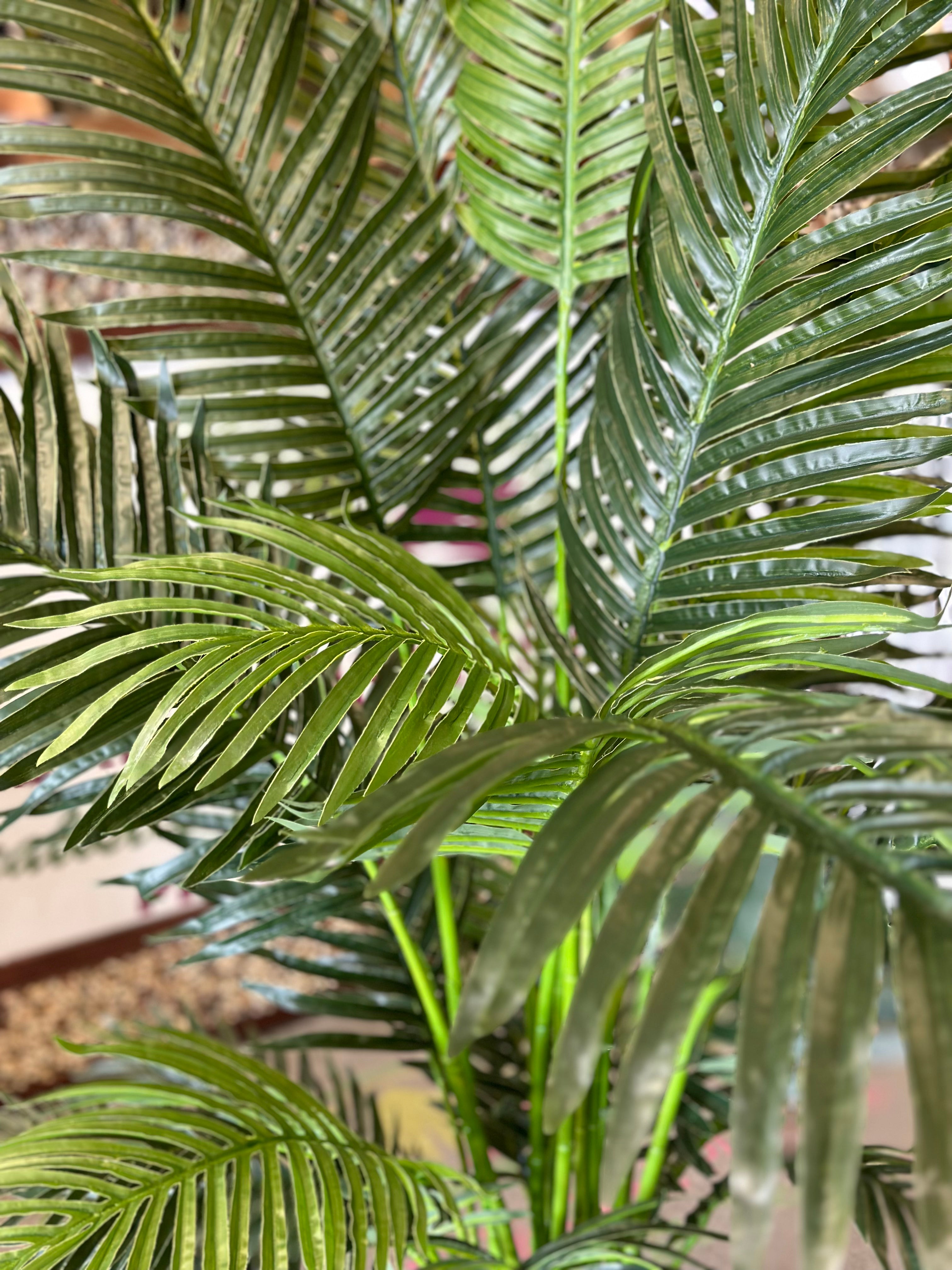6ft Areca Palm in Pot