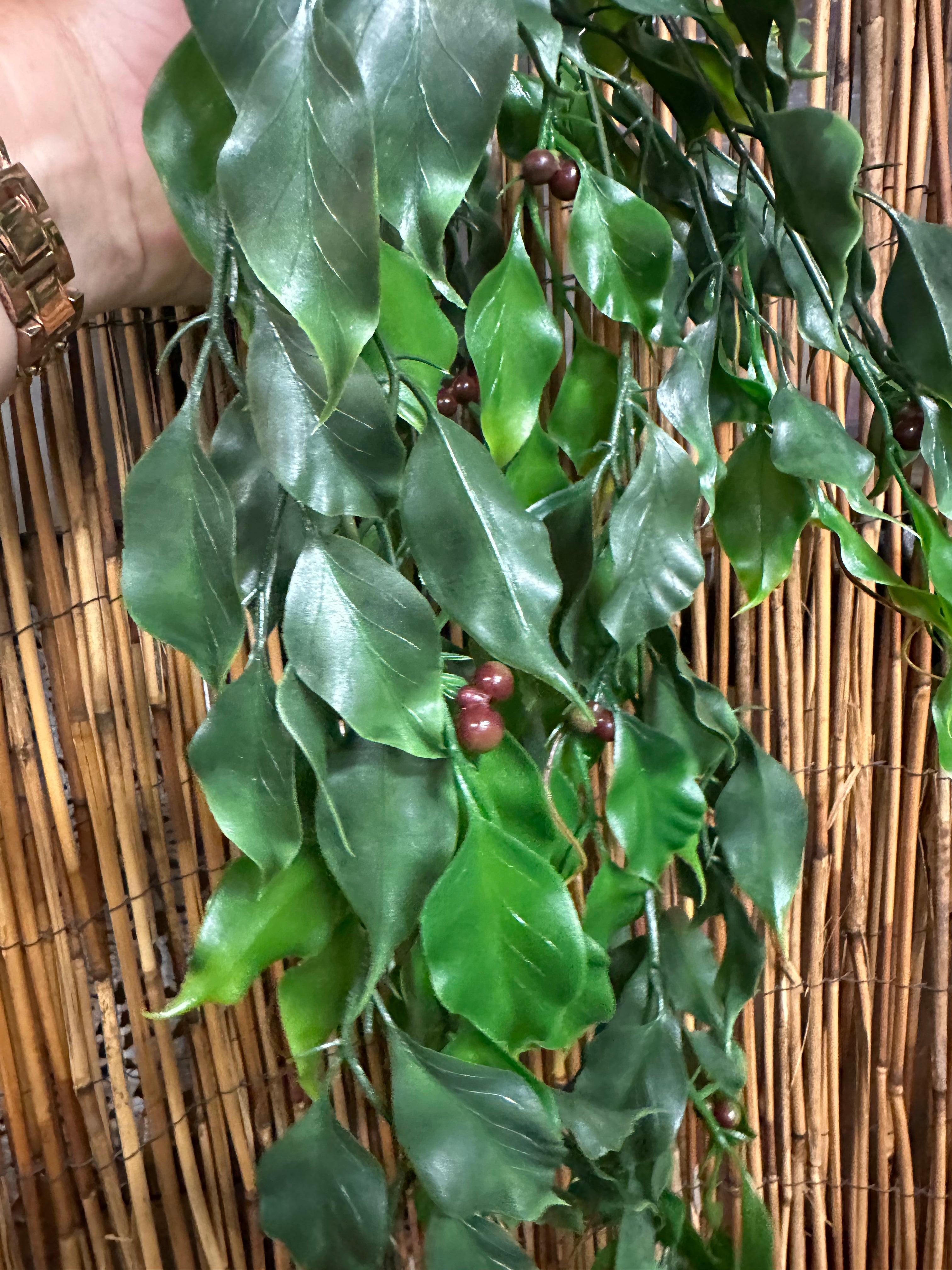 Hanging Ficus Vine