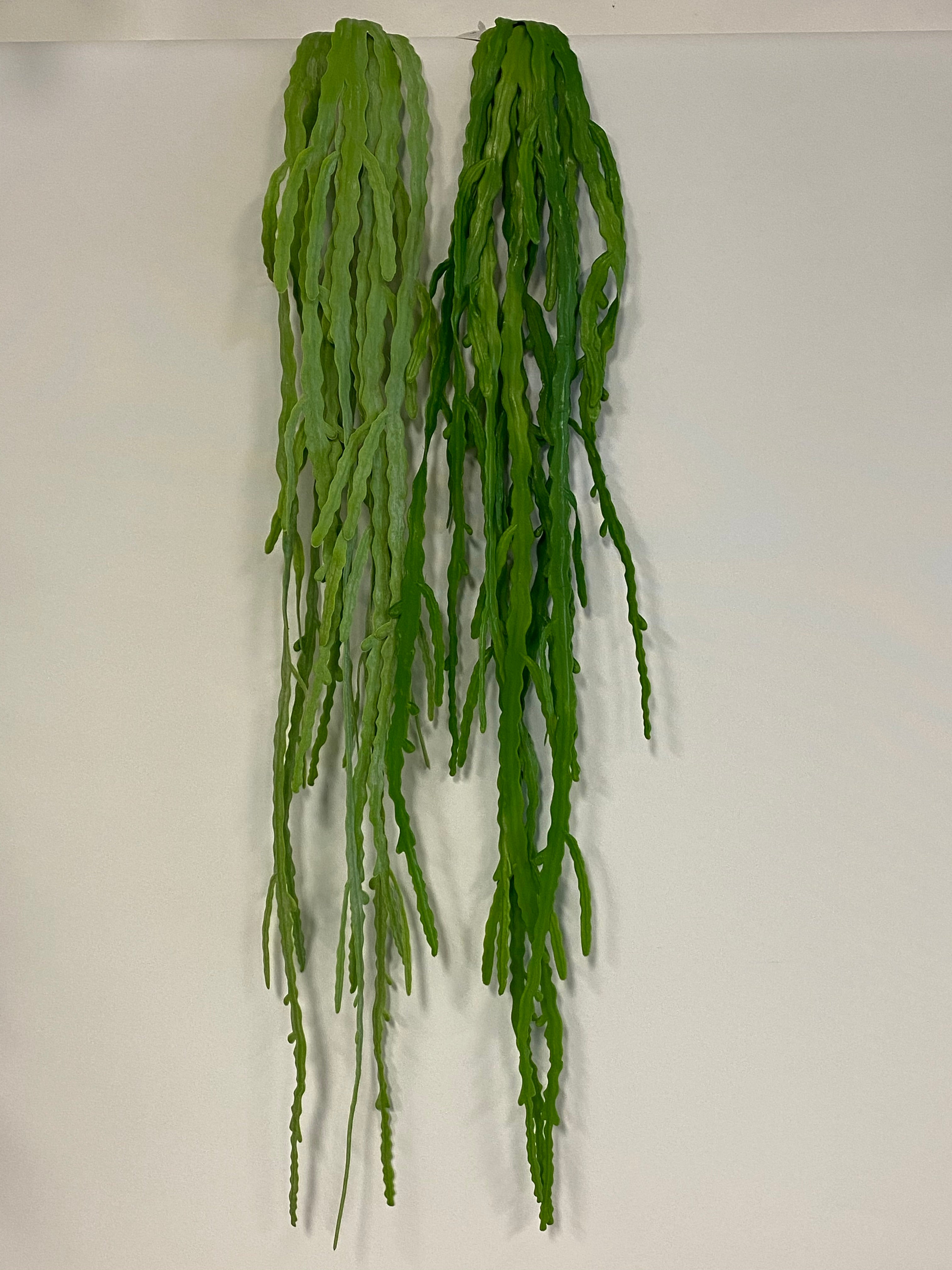 Real touch hanging Rhipsalis